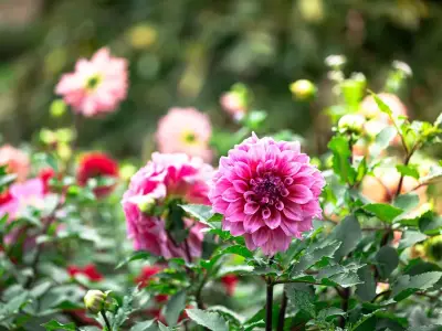 Gardeners urged to deadhead dahlias now for longer autumn blooms