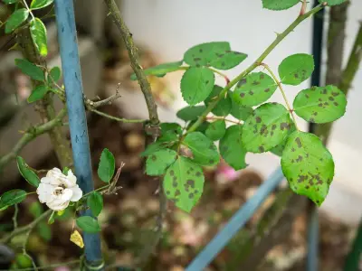 Gardeners urged to spray roses with milk in September