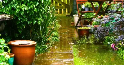 Gardeners urged to use eggshells to protect plants from slugs and snails