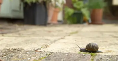 Garlic water spray repels slugs and snails from gardens, gardeners say