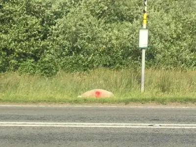 GPS collars on Gower cattle cut livestock road deaths