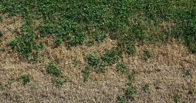 Grass expert: brown lawns can recover in weeks with proper care