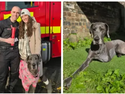 Great Dane Lilly's cancer diagnosis leaves Scots couple devastated