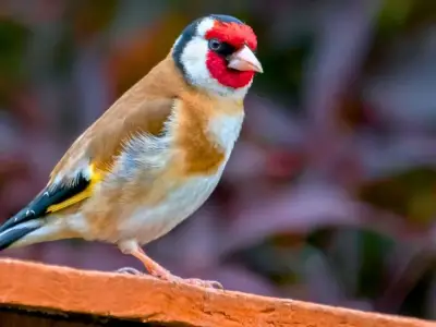Grow Teasels Now to Attract Goldfinches to Your Garden This Autumn