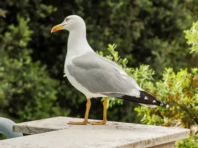 How to keep seagulls away from your garden safely