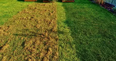 Iron Sulphate Spray in September Kills Moss and Strengthens Lawns