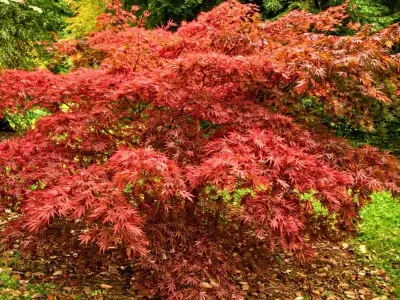 Japanese maples: Add this natural item to soil now for prettier autumn