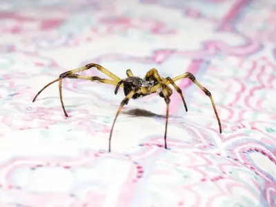 Keep giant spiders out of homes in October by placing 1 item near entry points