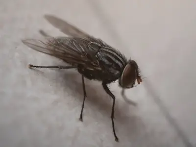 Kill flies and maggots 'instantly' by sprinkling kitchen item into wheelie bins