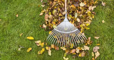Lawns will be green and 'ready for winter' after simple September routine