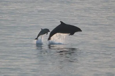 Man charged over disturbance of dolphins off Moray coast