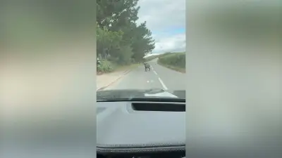Man wrestles escaped emu in Devon road before being headbutted
