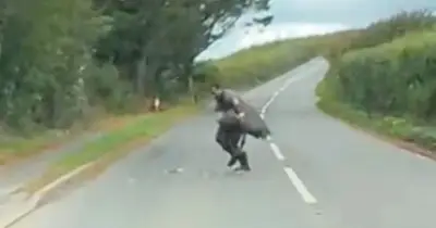 Man wrestles escaped emu on Devon road before being headbutted