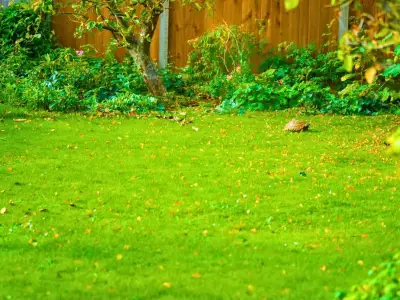 Monty Don's September Lawn Task for Thick Green Grass