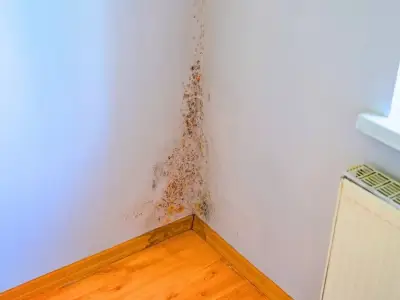 Mould in autumn: natural item to keep it out of bedrooms