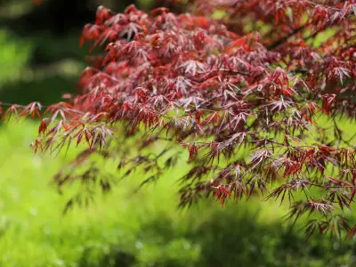 Mulch is key to keeping Japanese maples healthy in cold months