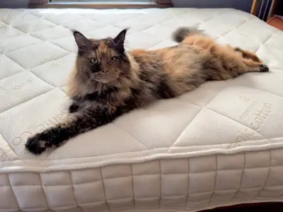 Naturepedic Serenade Mattress Review: Organic Comfort and Firm Support