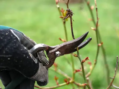 October pruning list: roses, shrubs, hedges and more