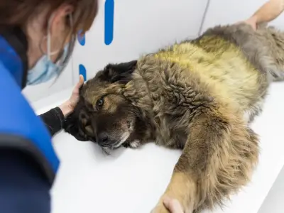 Paracetamol poisoning enquiries in dogs up 40% in two years