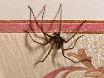 Peppermint oil could keep mating spiders out of your home