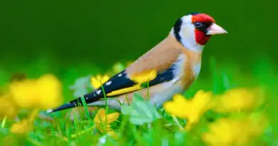 Plant teasels in September to keep goldfinches visiting UK gardens