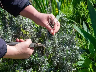 Prune 13 plants in October for healthier growth next year
