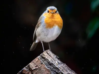 Put three foods in your garden now to attract robins by Christmas