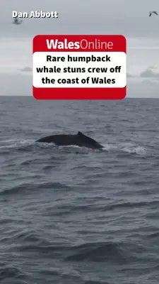 Rare humpback whale sighting off Pembrokeshire stuns crew