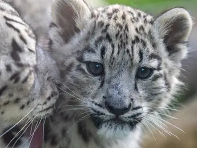 Rare snow leopard cub with incurable bone condition put to sleep at Scots zoo
