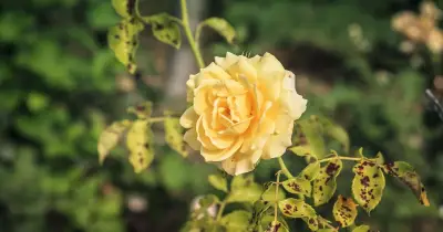 Roses bloom longer and fight black spot with 1 item in September