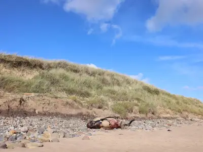 Safety warning after porpoise washes up on Northumberland beach