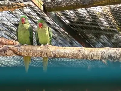 Sefton Council rejects bid to pause Churchtown aviary closure