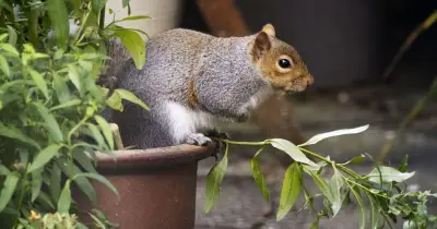 Squirrels and mice deterred by one kitchen item sprayed on grass