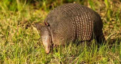 Stanley the armadillo escapes UK zoo, public warned he may bite