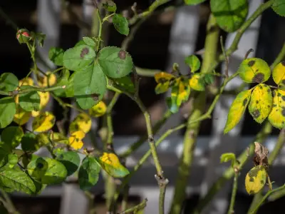 Stop black spot on roses with diluted milk in September
