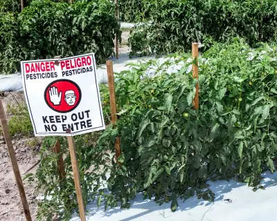 Study finds 485 pesticides linked to breast cancer in US products