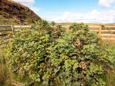 Sycamore Gap tree shows new shoots three years after felling