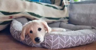 The Adorable Sleeping Sign Your Dog Truly Loves You