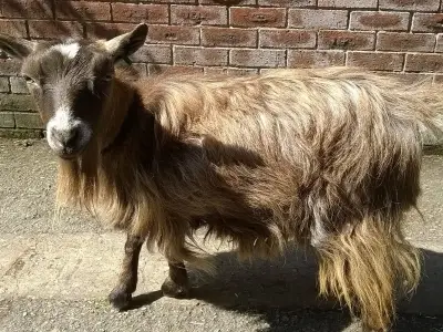 Tributes pour in for much-loved goat Pumpkin after Rice Lane Farm death