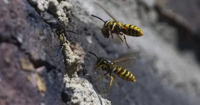 UK wasps warning: September 'more aggressive' behaviour explained