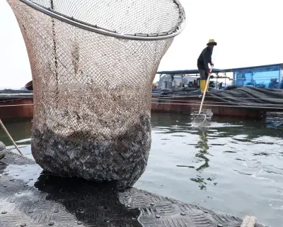 UN fish farm expansion could threaten wild fish stocks, report warns