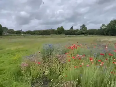 Volunteers' 'oasis' meadow at risk as council considers school build