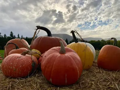 Wales' prettiest pumpkin patch with views, £5 entry and no booking needed