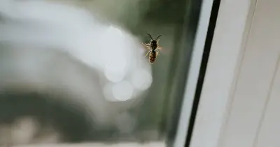 Wasps turn aggressive over one common homeowner mistake