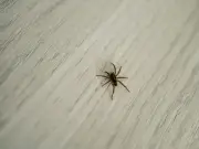 £1 cinnamon spice helps keep spiders out of your home this autumn