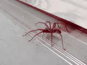 £1 Cinnamon Trick to Keep Spiders Out of Your Home This Season