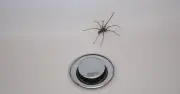 £1 Cupboard Staple That Keeps Spiders Out of Your Home
