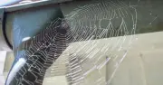 11 expert tips to keep spiders out of your home this season