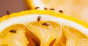 £1.50 soy sauce trick banishes fruit flies instantly, not vinegar