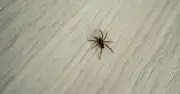 £1.97 homemade spray to keep spiders out of UK homes this autumn